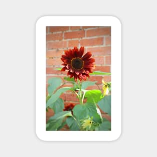 Red Sunflower Magnet