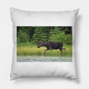 A moose in Algonquin Park, Canada Pillow