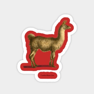 For the love of Llamas Magnet