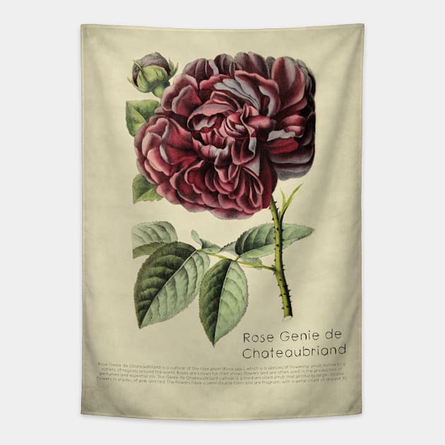 Rose Genie de Chateaubriand With Details Tapestry by ptMaker