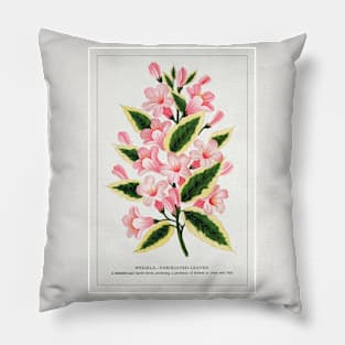 Pink flowers, Weigela lithograph (1900) Pillow