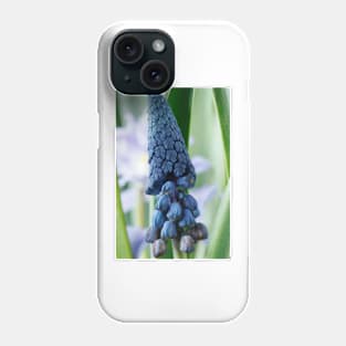 Bellevalia paradoxa  Grape hyacinth  syn.  Muscari paradoxum Phone Case