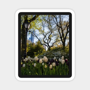 Springtime Tulips in Central Park New York City Magnet