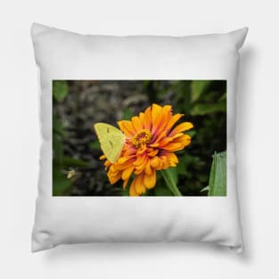 Alfalfa Butterfly on Flowers Pillow