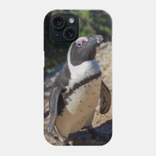 South African Cape Penguin at Boulders Beach Phone Case