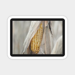 Field Corn Awaiting Harvest Magnet