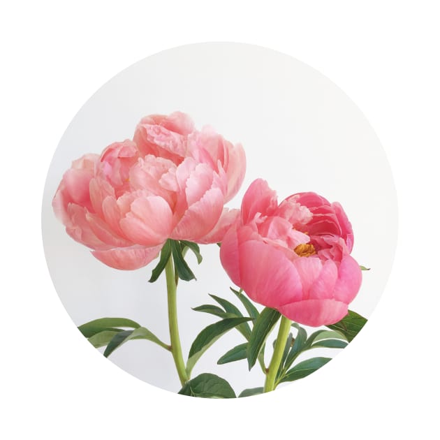 Peonies by Cassia