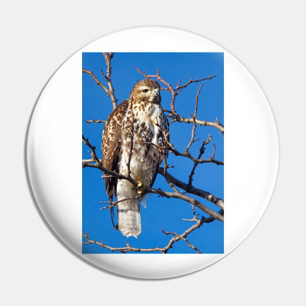 Cooper's Hawk Pin by valentina9