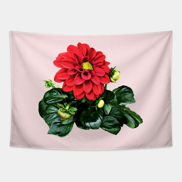 Red Dahlia Dahlinova Tapestry by SusanSavad