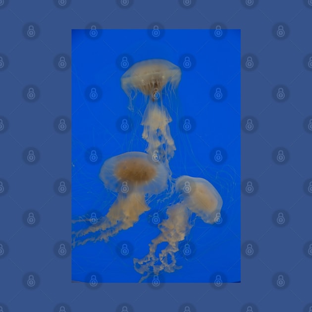 Jellyfish Dance. Aquarium of Xcaret. by vadim19