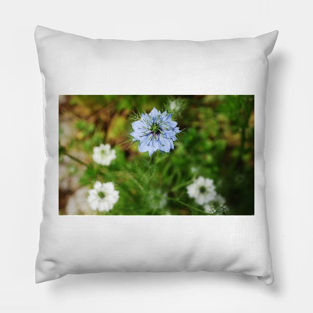 Blue Cornflower Pillow by jojobob