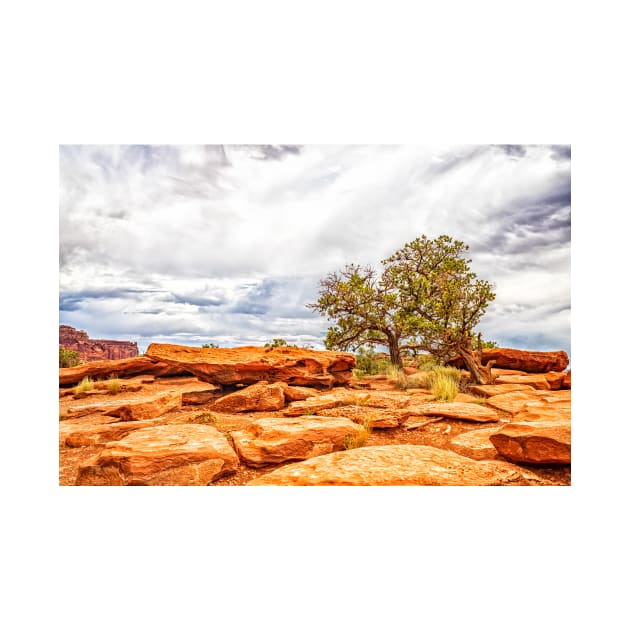 Juniper Tree, Capitol Reef National Park by Gestalt Imagery