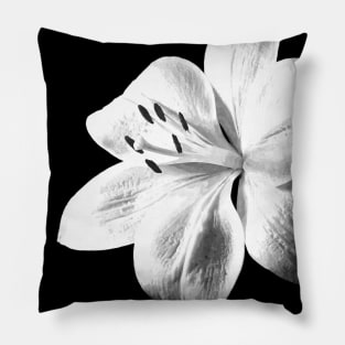 White Lily Black Background Pillow