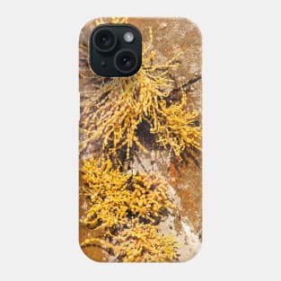 Yellow Sea Weed Growing In Shallow Rock Pool Phone Case