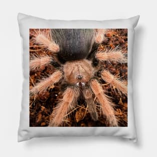 Brachypelma/Horror Hamster/Mexican Red Knee Tarantula Pillow