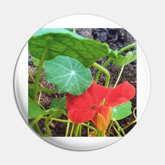 Nasturtium Empress of India Pin by Hajarsdeco