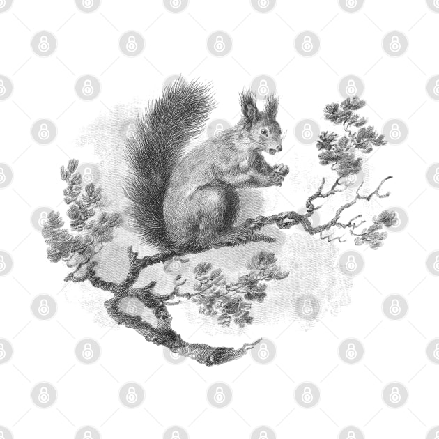 Squirrel Vintage illustration by Biophilia