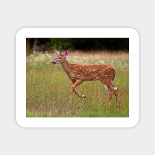 Fawn and Free - White-tailed Deer Magnet