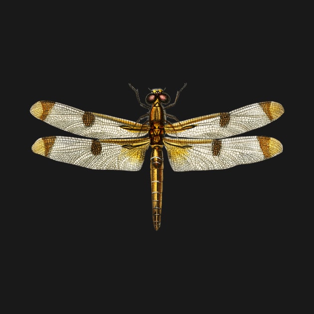 Libellula Hersilia, Painted skimmer Dragonfly by gdimido