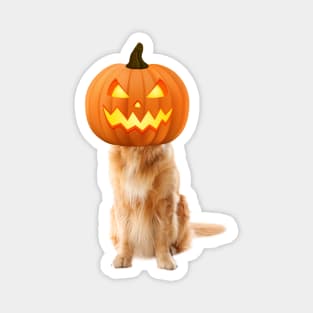 labrador retriever is a Jack-o-Lantern Magnet