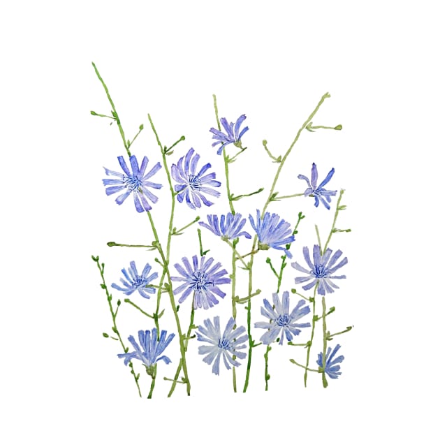 purple chicory watercolor by colorandcolor