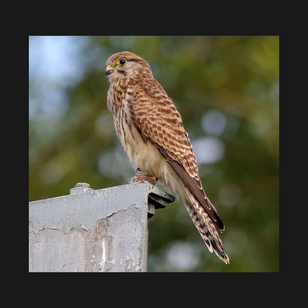 kestrel by Simon-dell