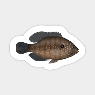 Banded Sunfish Magnet