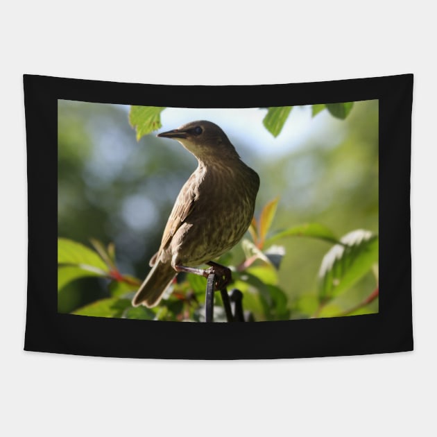 Juvenile Starling Tapestry by gracethescene