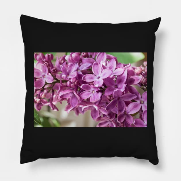 Lilac Pillow by mariola5