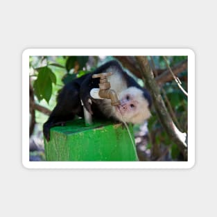 Costa Rica. Manuel Antonio NP.  White-faced capuchin monkey. Magnet