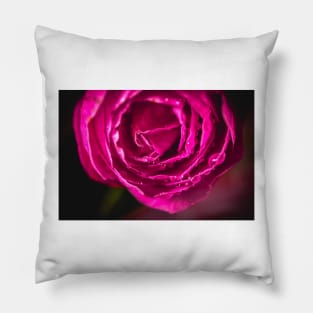 Close-up of pink camellia Pillow