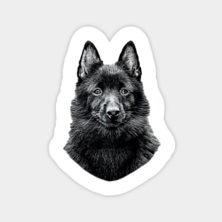 Schipperke Cute Black Dog Magnet