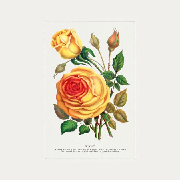 Sunset Rose Lithograph (1900) by WAITE-SMITH VINTAGE ART