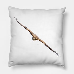 Eagle focus / Swiss Artwork Photography Pillow