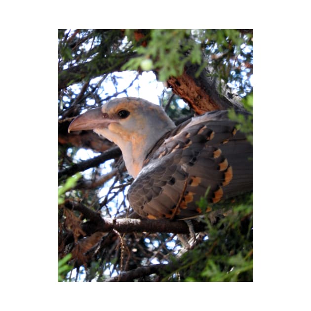 Channel-billed Cuckoo by kirstybush