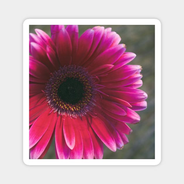 Vintage Pink Daisy Magnet by TomikoKH19