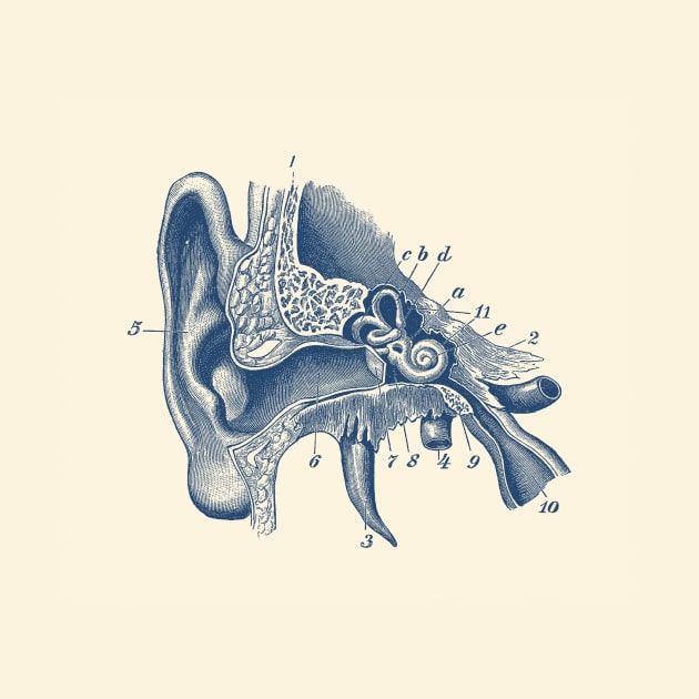 Inner Ear Anatomy Diagram by Vintage Anatomy Prints