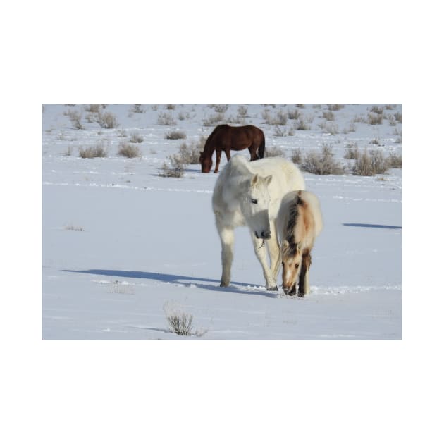 Wild horses, Arizona, nature, wildlife, gifts by sandyo2ly