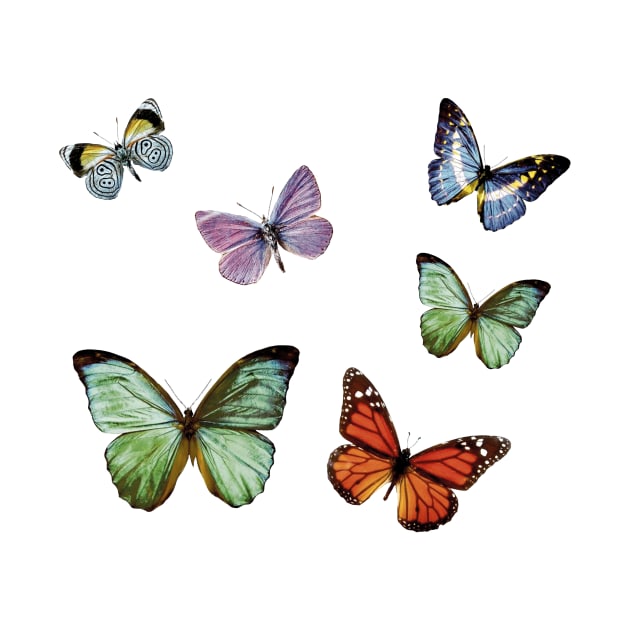 Variation of colorful butterflies by ColorsHappiness