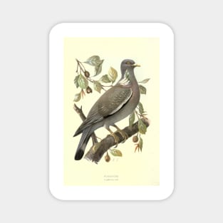 Ringdove Magnet