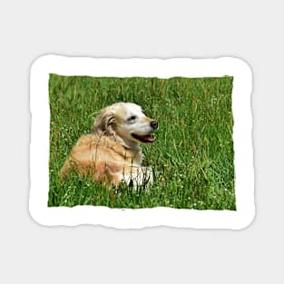 Golden Retriever Magnet