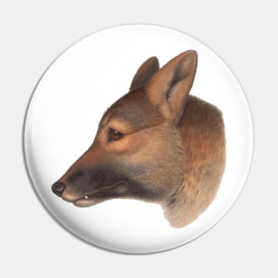 Canis dingo Australian wildlife canine Pin