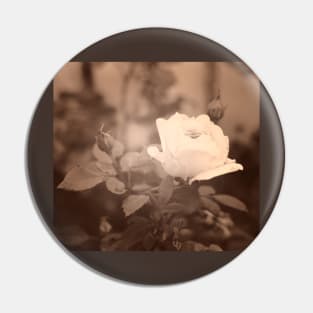 Gentle white rose in soft blurred focus, sepia toned Pin