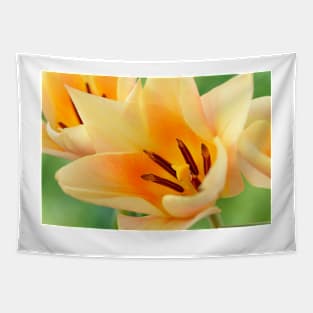 Tulipa  'Fur Elise'  Tulip  Greigii Group Tapestry