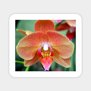 Orange Orchid Magnet