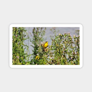 American Goldfinch Perched On Dandelions Magnet
