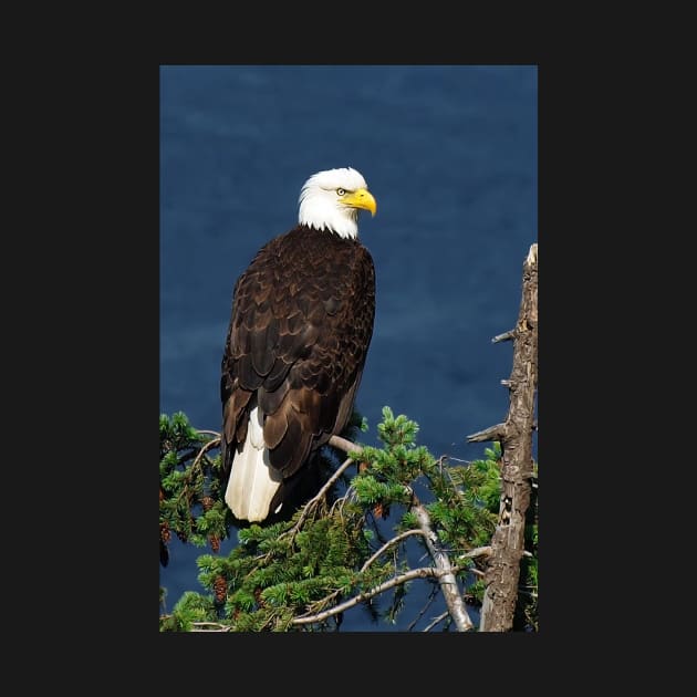 Proud Bald Eagle with White Tail by naturediver