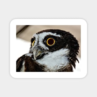 Spectacle Owl Magnet