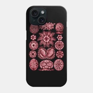 Ernst Haeckel  Ascidiae Sea Squirts Red Phone Case