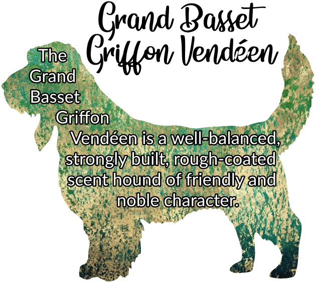 Grand Basset Griffon Vendéen Kids T-Shirt by ApolloOfTheStars